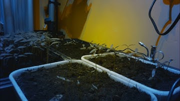 RaspberryPi Camera timelapse seedlings