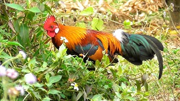 Gà rừng tơ F2 mã vàng đang tâp gáy khá hay | Hoàng Thắng