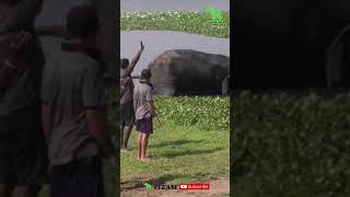 wounded wild elephant ! rescue mission  1/ Lanka Wild #youtubeshorts