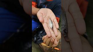 Download Lagu Lomba mancing dapat bayi ikan lele MP3