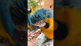 Sunflower Seeds Are Good For Macaws 😋
