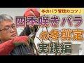 【バラの育て方】冬のバラ管理のコツ♪四季咲きバラの冬剪定～実践編（2021年1月29日）