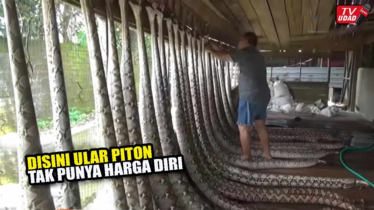 Тысячи гигантских питонов ошеломлены здесь! Вы разбогатели на бизнесе с питонами?