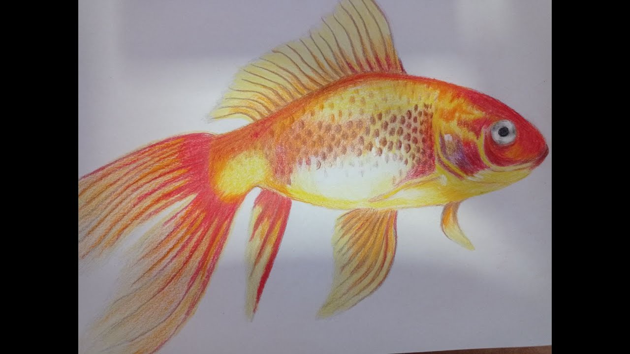 How to draw a goldfish - realistic with colored pencils. Part one - YouTube