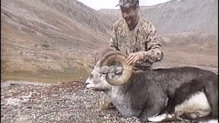 Hunting Stone sheep, Goat and Moose
