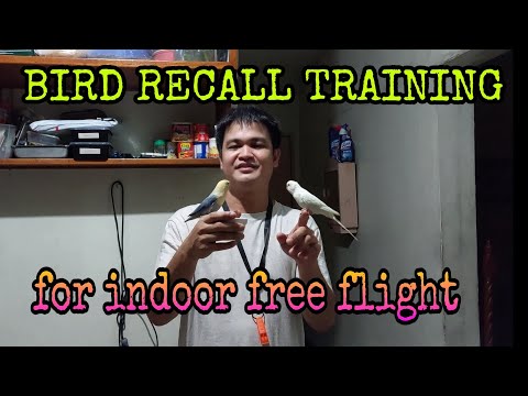 Video: Backyard Bird Blind Info - Mga Tip Para sa Pagbubulag ng Ibon