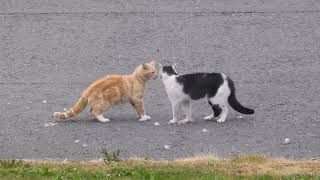 Cats arguing.