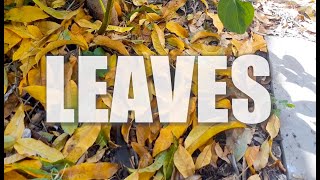 Never Rake up your LEAVES ever again & WHY