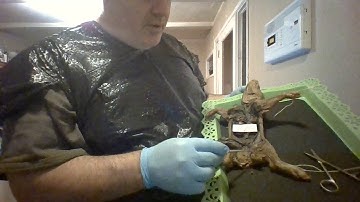 BIO240 Week 8 video lab exercise Reproductive System