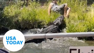 Employee narrowly escapes hungry gator's jaws during feeding time | USA TODAY