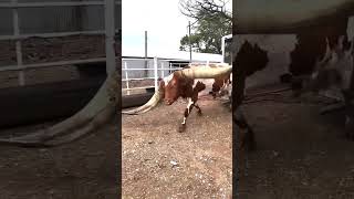 Freezens High -Generation Tall Horny Bulls.