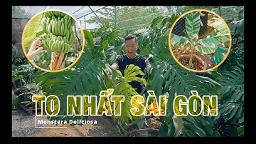 Vườn Monstera có cả Chuối Đột Biến ( VAR) Phần 2