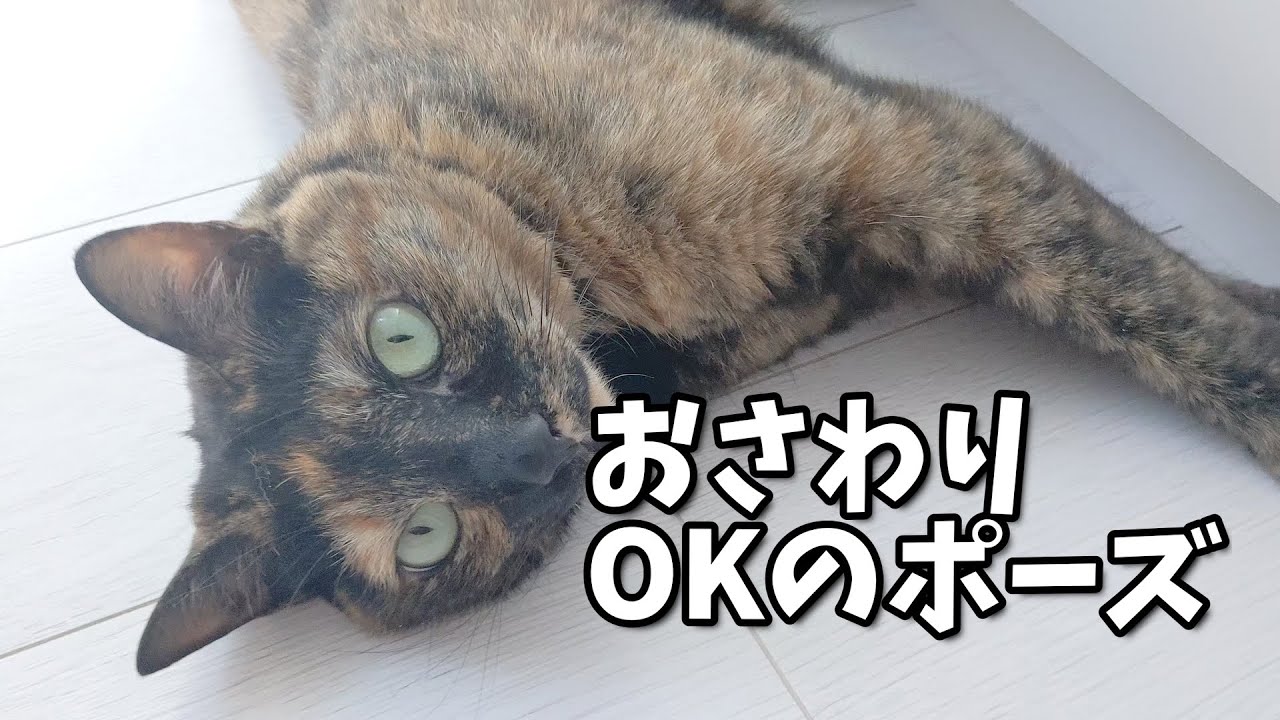 【サビ猫】おさわりOKいただきました！【ゴロゴロ音】
