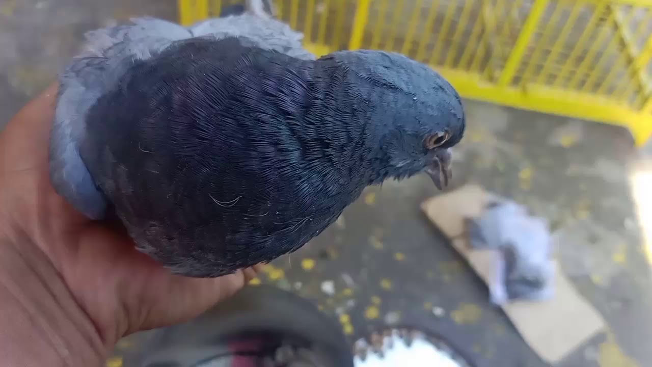 CARA MENGOBATI MERPATI ..
