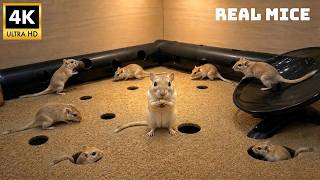 Cat TV 🐭 Real Mice & Gerbils Running Around for Cats | Relaxing 8 Hours in 4K