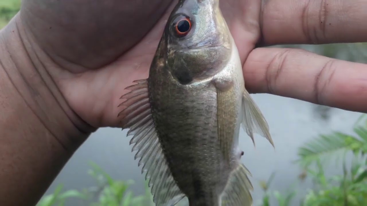 MANCING IKAN NILA MUJAIR DI BENDUNGAN