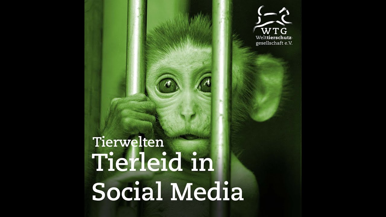 Tierwelten: Tierleid in Social Media