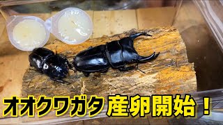 オオクワガタ産卵セット！産卵に使う材はこれだ！