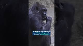 This Baby Gorilla Will Make Your Day 100% Better! 💛🦍 #shorts