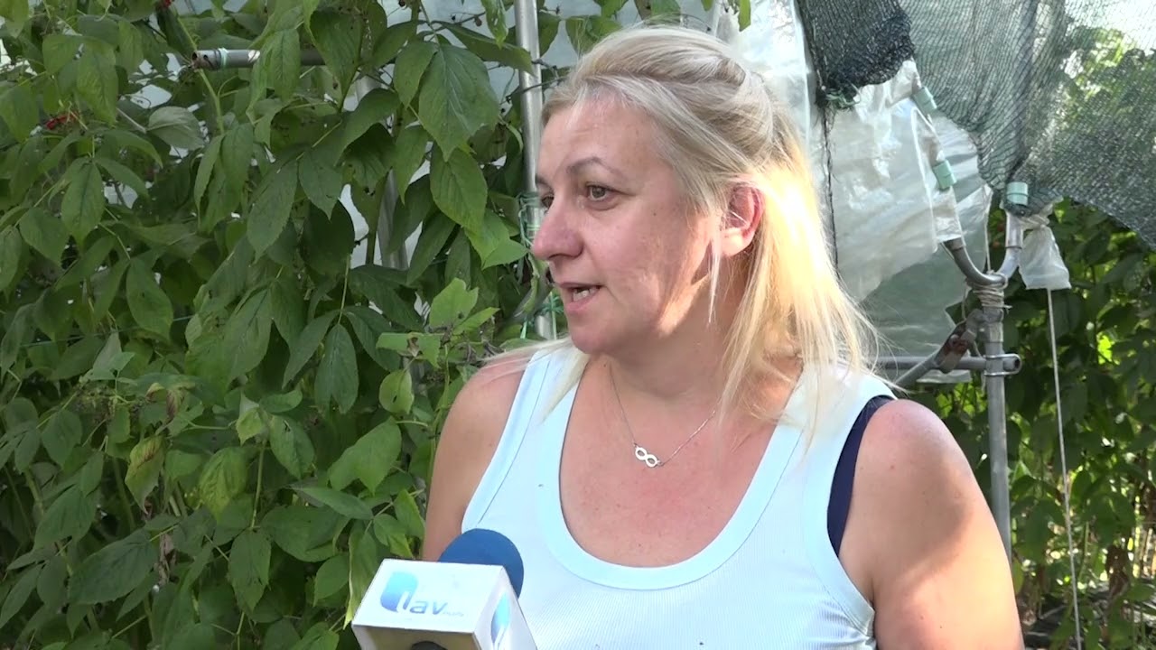POŽEGA 13.09.2024. Maline u plastenicima sve popularniji vid proizvodnje