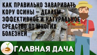 Как правильно заваривать кору осины — делаем эффективное и натуральное средство от многих болезней