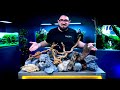 ULTIMATEHARDSCAPEチュートリアル|より良い植えられたタンクレイアウトを構築する方法