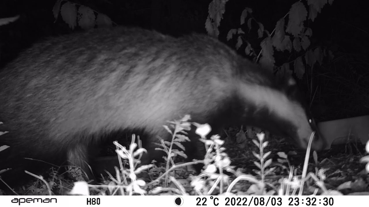 2022 08 04 Tasso  - The Badger - Meles meles CIOCIARIA WILD (h 23;30 )