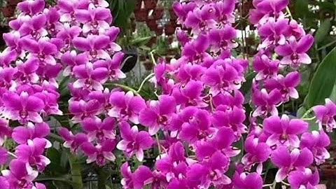 Ngồng Dài,Siêng Bông,Chơi Thân Lá Rất Đẹp Mang Tên ĐỒNG TIỀN HỒNG