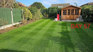 Barenbrug Extreme Dwarf Rye Grass Seed, 8 week timelapse from seeding to a great lawn.