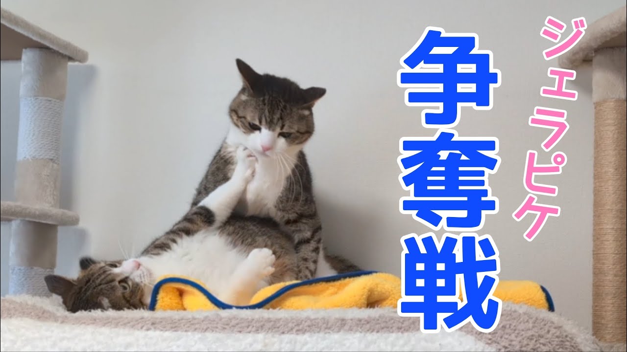 【中古】 事件のはじめはネコ三びき Amazon.co.jp: 岩合光昭の世界ネコ歩き スペシャル 津軽の四季 DVD