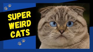 Cats Being Weird - FUNNY CAT COMPILATION by Cats are Jerks 27,844 views 4 years ago 10 minutes, 12 seconds