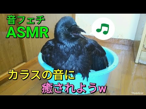 【ASMR(音フェチ)】カラスを見ながらダイブ＆カチカチ音に癒されよう? 猫は起きず･･･ 20190223、カラス＆猫