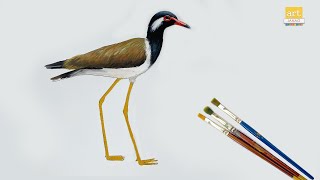 How to Draw a Red-Wattled lapwing II How to Draw A Bird easy II #artjanag
