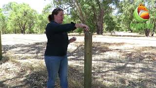 How to use the PHBG cage fox trap
