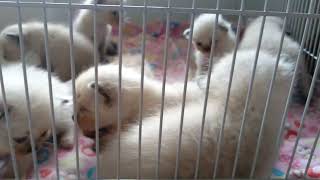 Look they are beautiful Siamese kittens by Siam Cat Fam 145 views 2 years ago 8 seconds