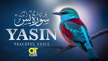 Surah Yasin (Yaseen) سورة يس | Wonderful Relaxing Heart Touching Voice | EP -135 @islamicvideos.a.r