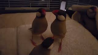 Java finch staring match
