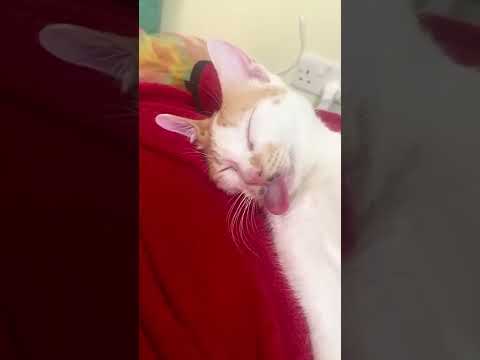 Horlayarak uyuyan şapşik kedi dilini de çıkarmış amk #shorts