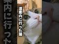 まだ皆んなの側に居てもいいかな？#cats #shorts #球太