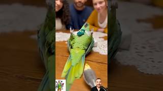 Papagaio Dramático E A Penélope Sabotadora