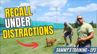 Dog Recall Training | Sammy Learns to Come When Called Using Treats & Dead Ball Live Ball