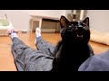 保護した子猫が分離不安症という心の病でした。泣き続けて声が枯れてしまいました