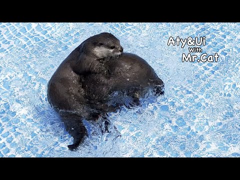 Wideo: Czy wydry łączą się w pary na całe życie?