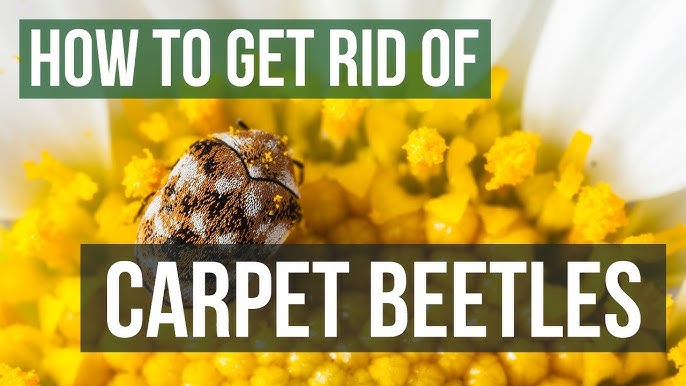 How To Get Rid Of Carpet Beetles – Forbes Home