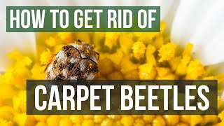 How to Get Rid of Carpet Beetles (4 Easy Steps)