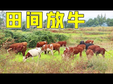 The young guy put 19 cows in the field, free, and didn&rsquo;t want to go out to work [Stone Show]