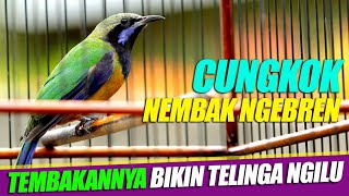 CUNGKOK SUPER GACOR | cungkok ngerol panjang | nembak ngebren | cocok buat masteran