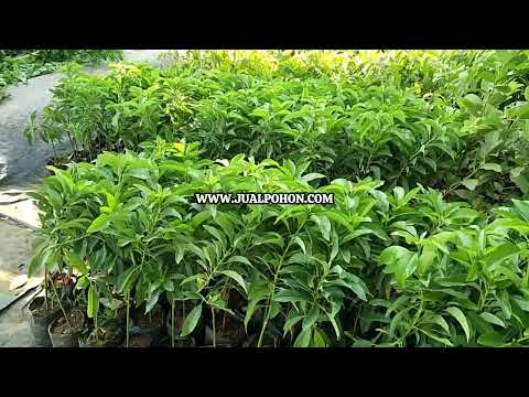 Bibit Alpukat Jago Asli, Tahan Hama & Berbuah Cepat!