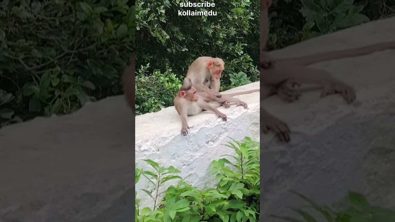 Monkeys Talking Like Humans 🐒 | Funny Monkey Conversation | Cute Animal Video 