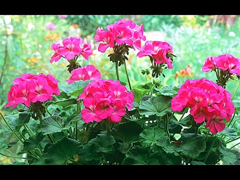ALL YOU NEED TO KNOW ABOUT GERANIUMS AND PELARGONIUMS